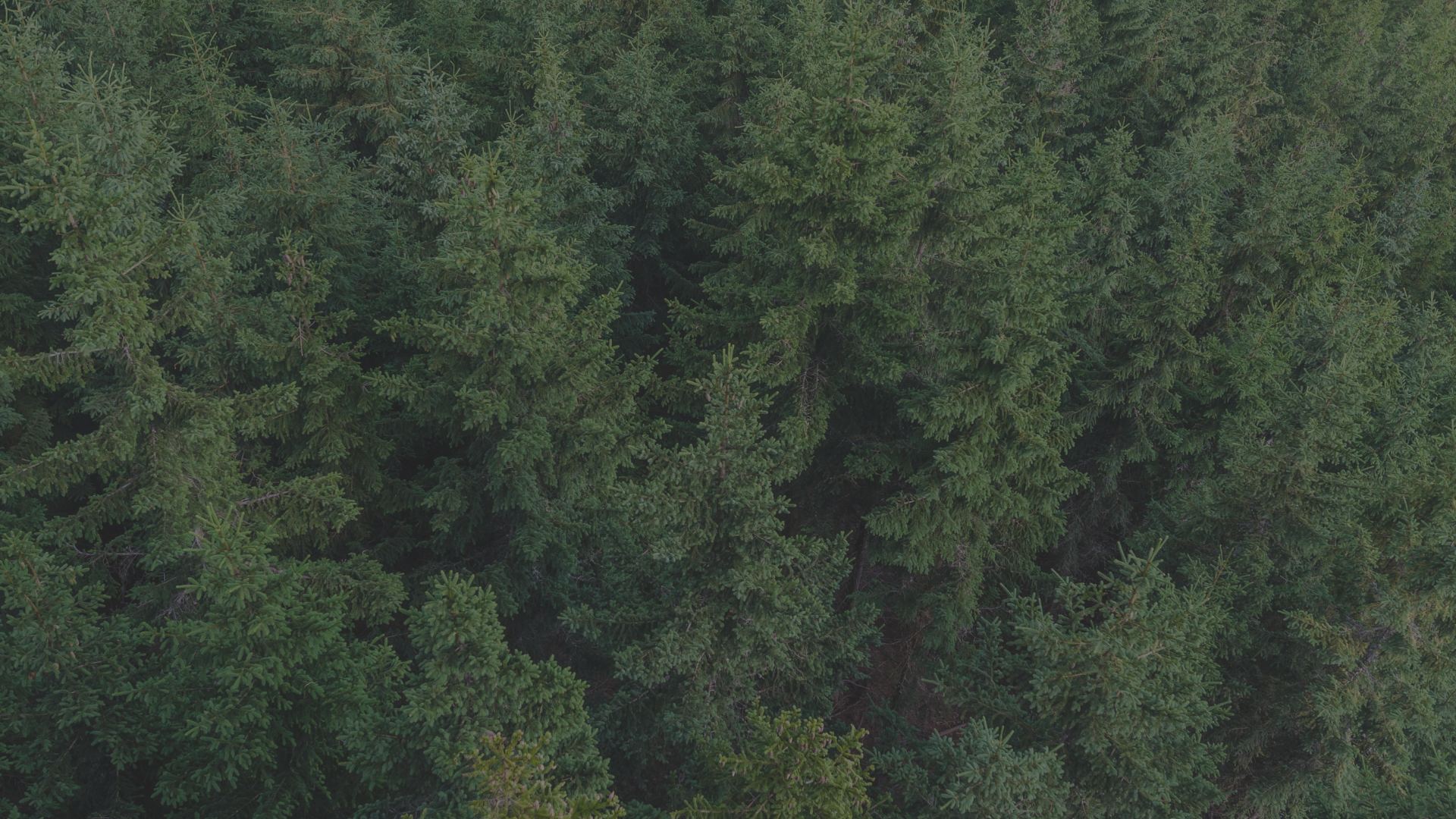 Beaupre Website Footer.png